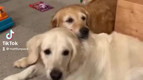 Cutest cuddling dogs