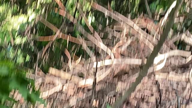 Papa Cardinal taking care of fledgling