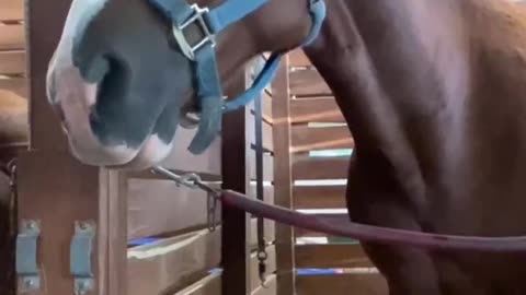 Horse video 14