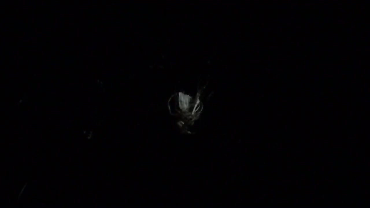 Spider vs Moth