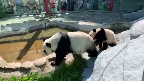 Baby Panda still a handful for mom