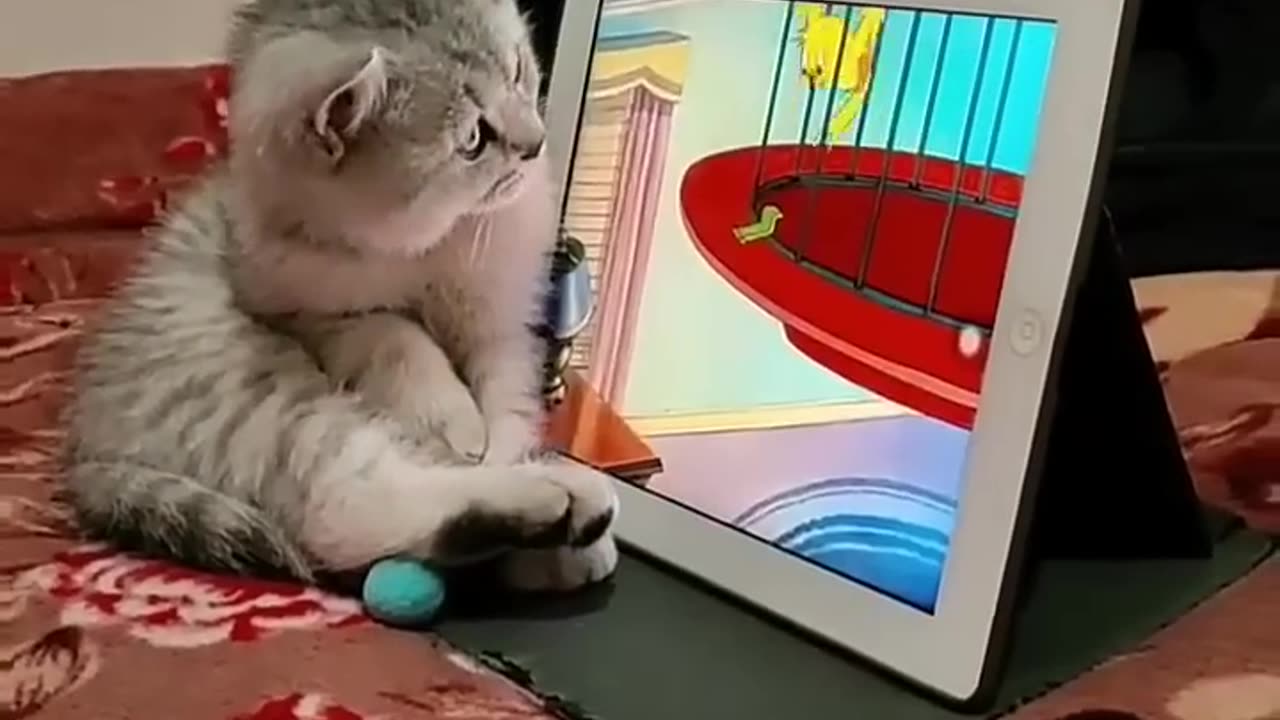 Funy animal video