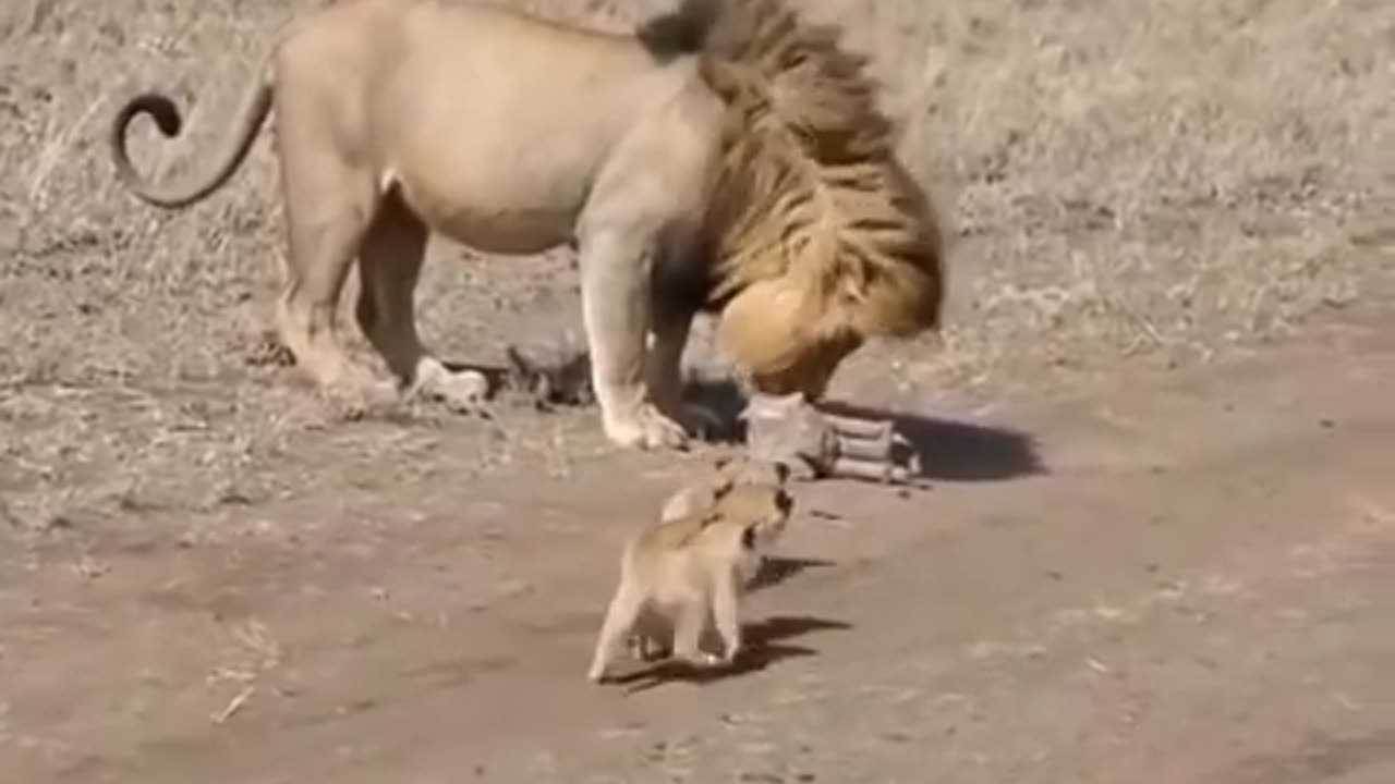 The lion father attempts to escape from his playful cubs