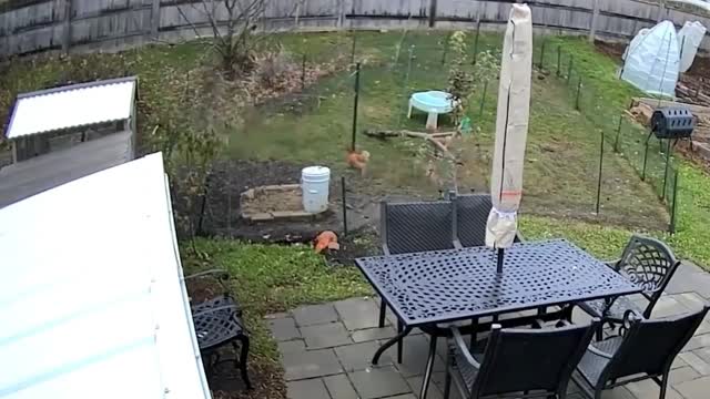 Animals Being HILARIOUS And MERCILESS At The Same Time