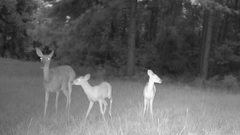 Wildlife at Play