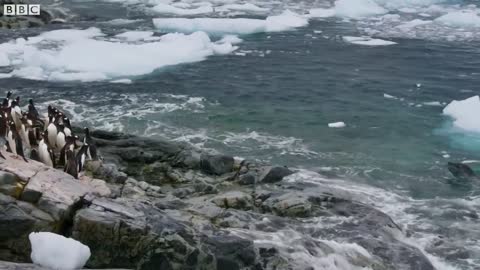 Tiny Penguin Makes a Deadly Dash From Giant Leopard Seal Seven Worlds, One Planet BBC Earth