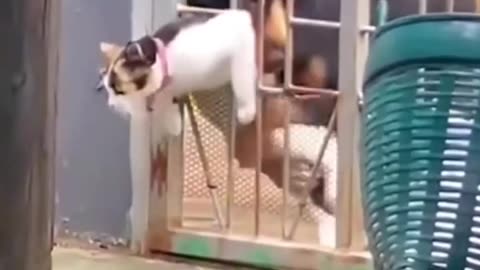 Funny Cat Video On Internet #13