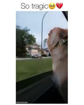 Ultimate Baby Dogs - Cute And Funny Dog Videos Compilation #shorts