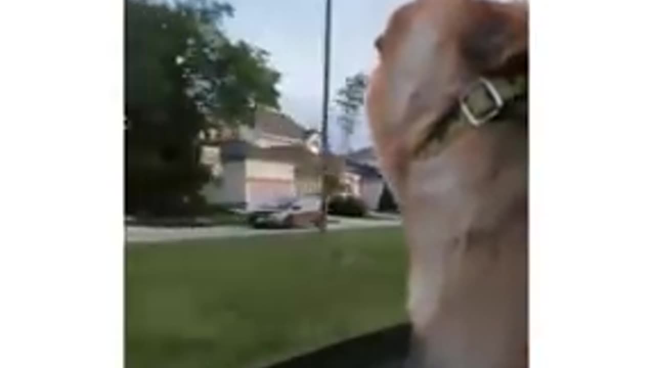 Ultimate Baby Dogs - Cute And Funny Dog Videos Compilation #shorts