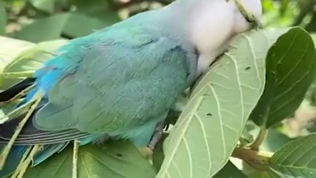 the parrot prepare yourself