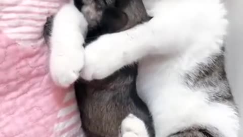 The cute cat with baby dog 😱😱 see the friendship