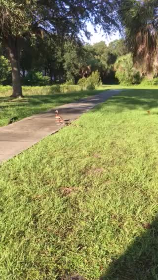 Squeaking ducks with babies