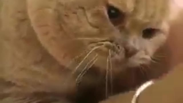 Cat video