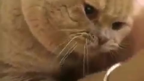 Cat video