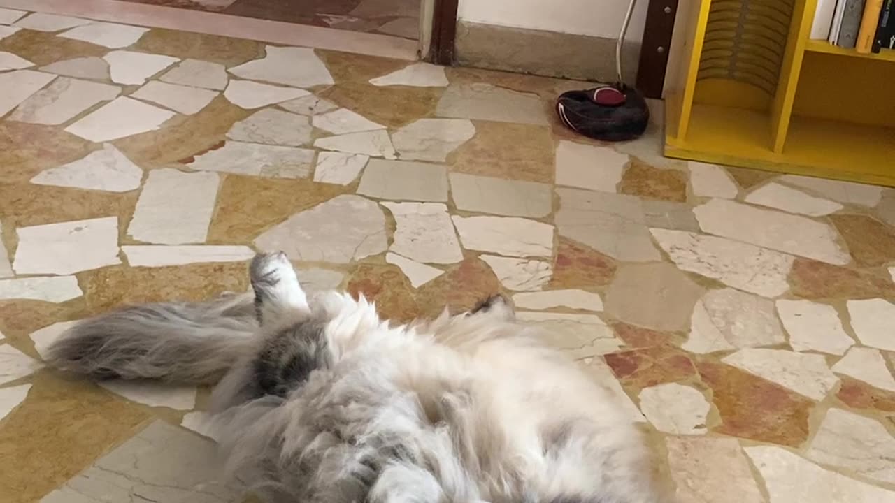 Cat Cools Off in Front of Fan