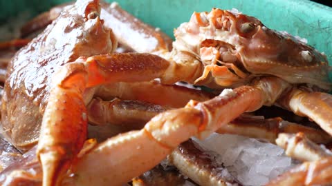 Fresh Large Crabs On Cold Ice Being Prepared For Cooking