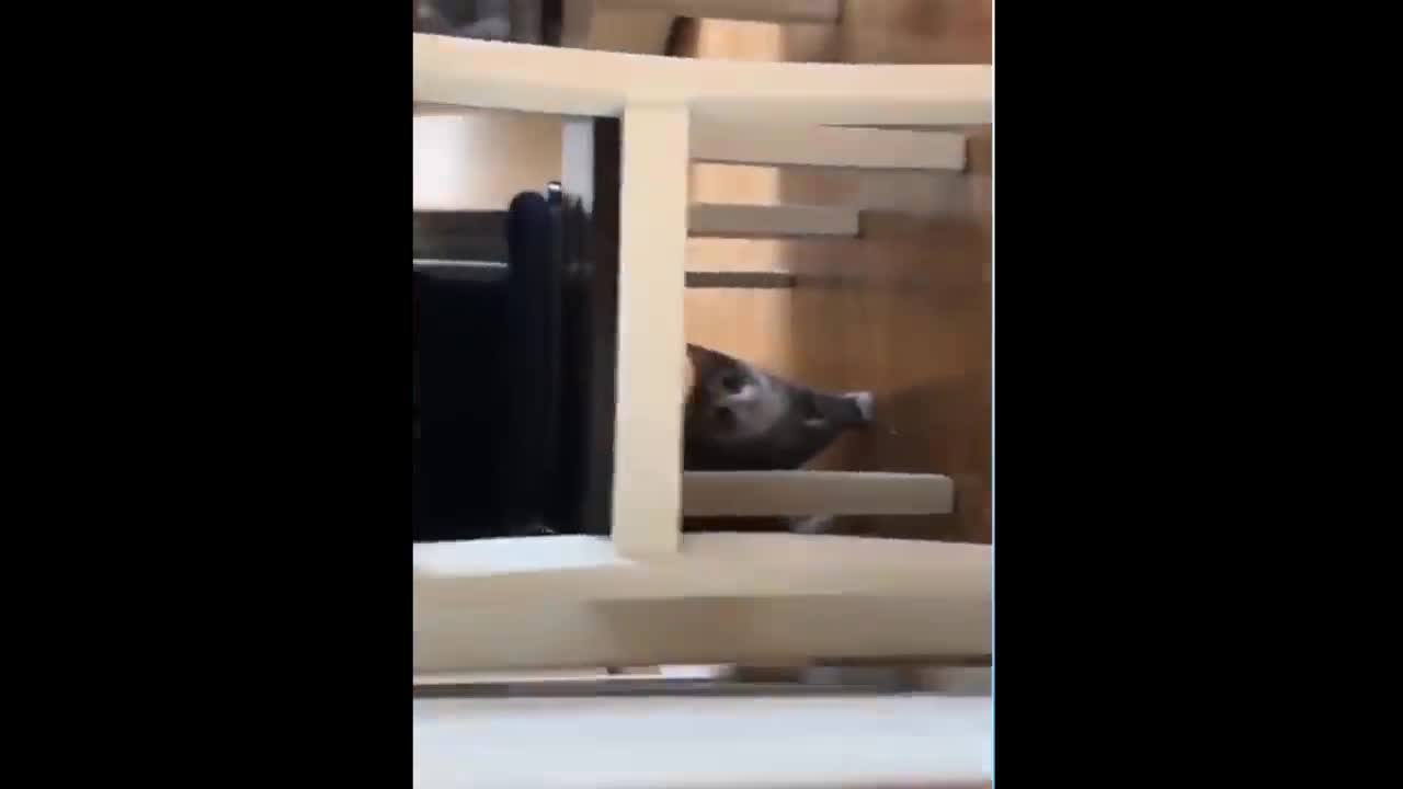 Cute little cat is stalking her hooman