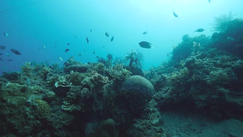 Coral reef scenery with different tropical fishes and feather star crinoids