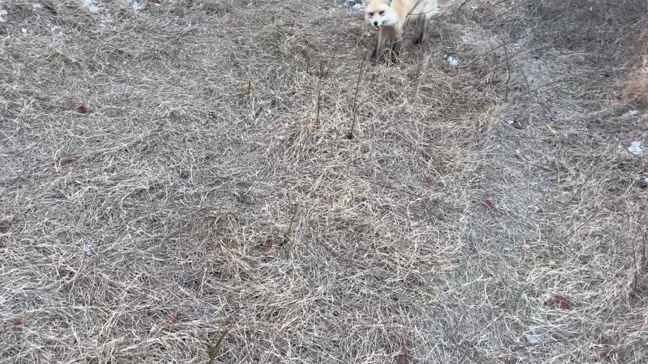 Red Fox Trapping