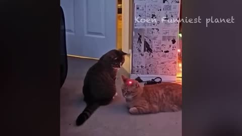 Funny Cats and Dogs Videos 2024: Amazing Animal videos 2014