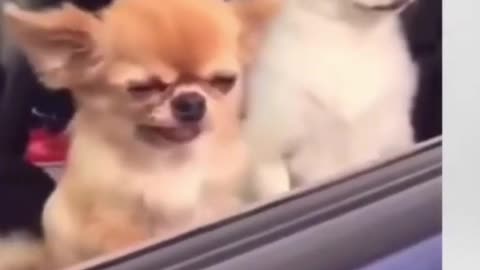 FUNNY DOG VIDEO.