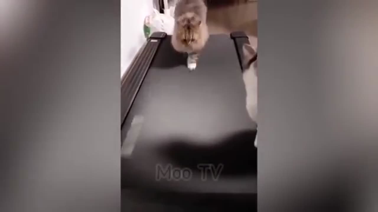 New funniest animals 2024🤣 best funny cats and dogs 🐱🐶