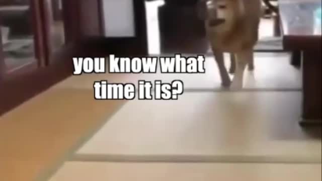 Doggo gets angry for food!