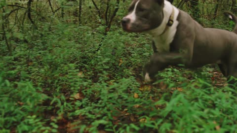 Two Dogs Running