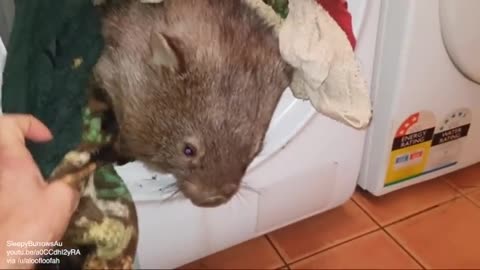 Wombat In Washing Machine