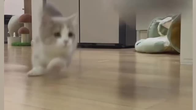 Cat surprise by cat