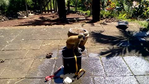 KING KONG GREEN GUENON MONKEY SWIMS IN A BUCKET