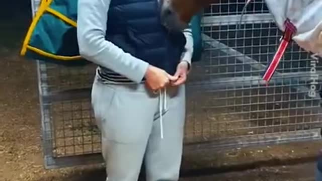 funny hot horse vedio