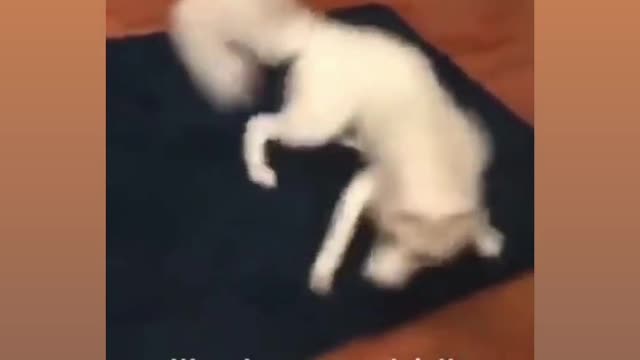 Timothy, dog of speed