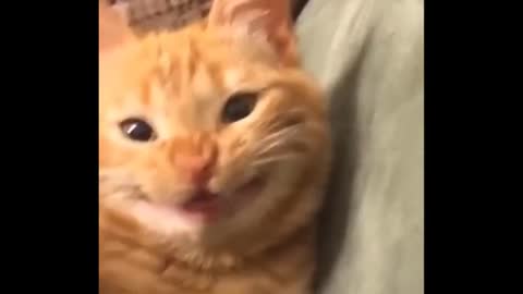 Funny Cats 😹 - Don't try to stop laughing 🤣 - Cats In Funny