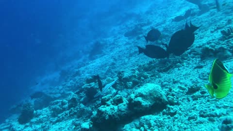 Tiger Shark Park, Maldives