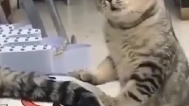 Animals talk