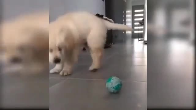 dog funny videos