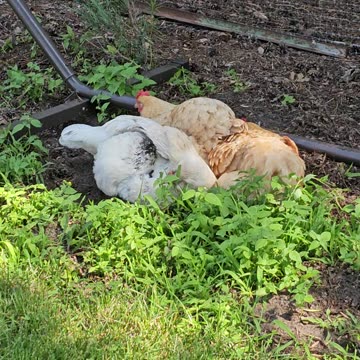 OMC! How did Whitey get so good @ having a dirt bath? Another amazing look! #chickens #shorts