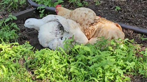 OMC! How did Whitey get so good @ having a dirt bath? Another amazing look! #chickens #shorts