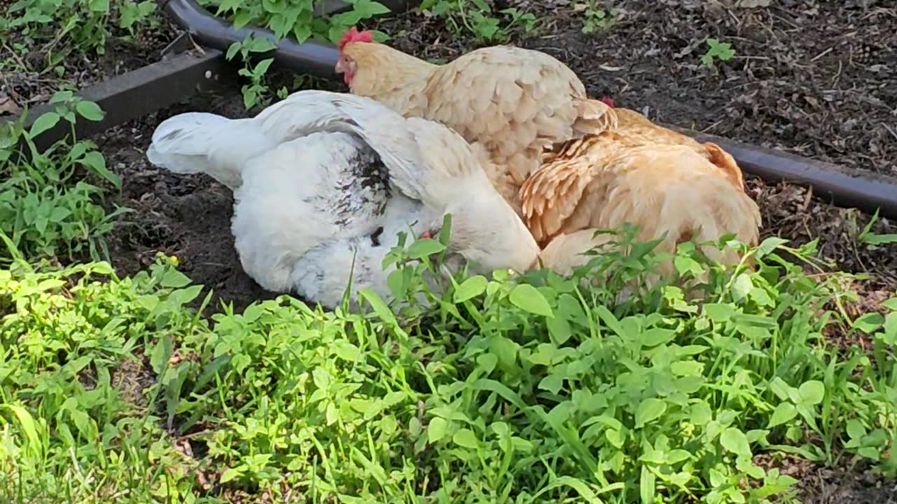 OMC! How did Whitey get so good @ having a dirt bath? Another amazing look! #chickens #shorts