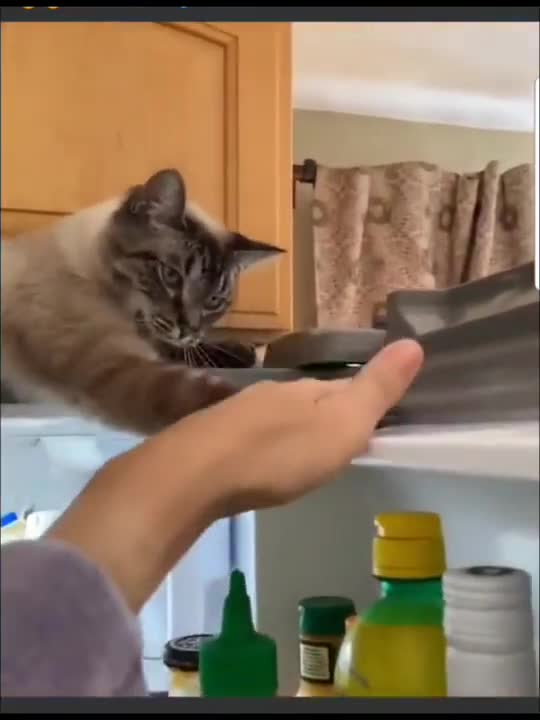 Cats and dogs _ cats meowing _ cats funny videos #shorts