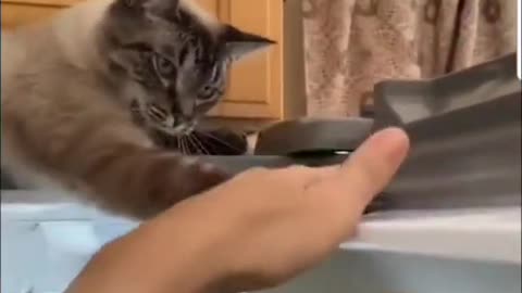 Cats and dogs _ cats meowing _ cats funny videos #shorts