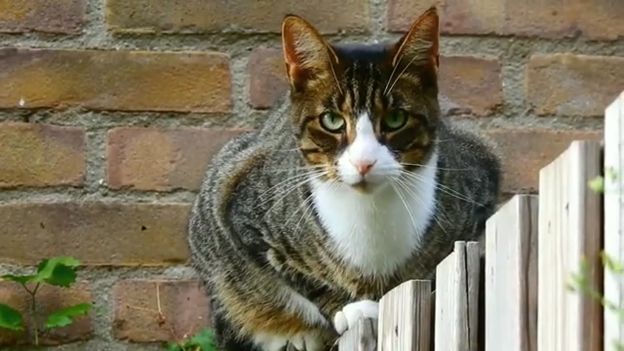 Funny animals Videos