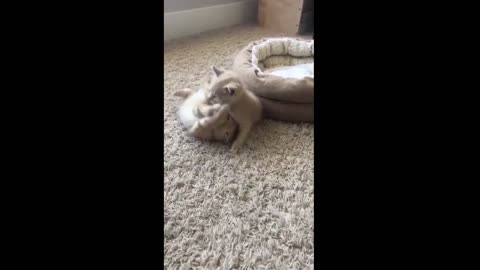 cutty kitty