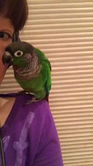 Teach Machi To Shake Head