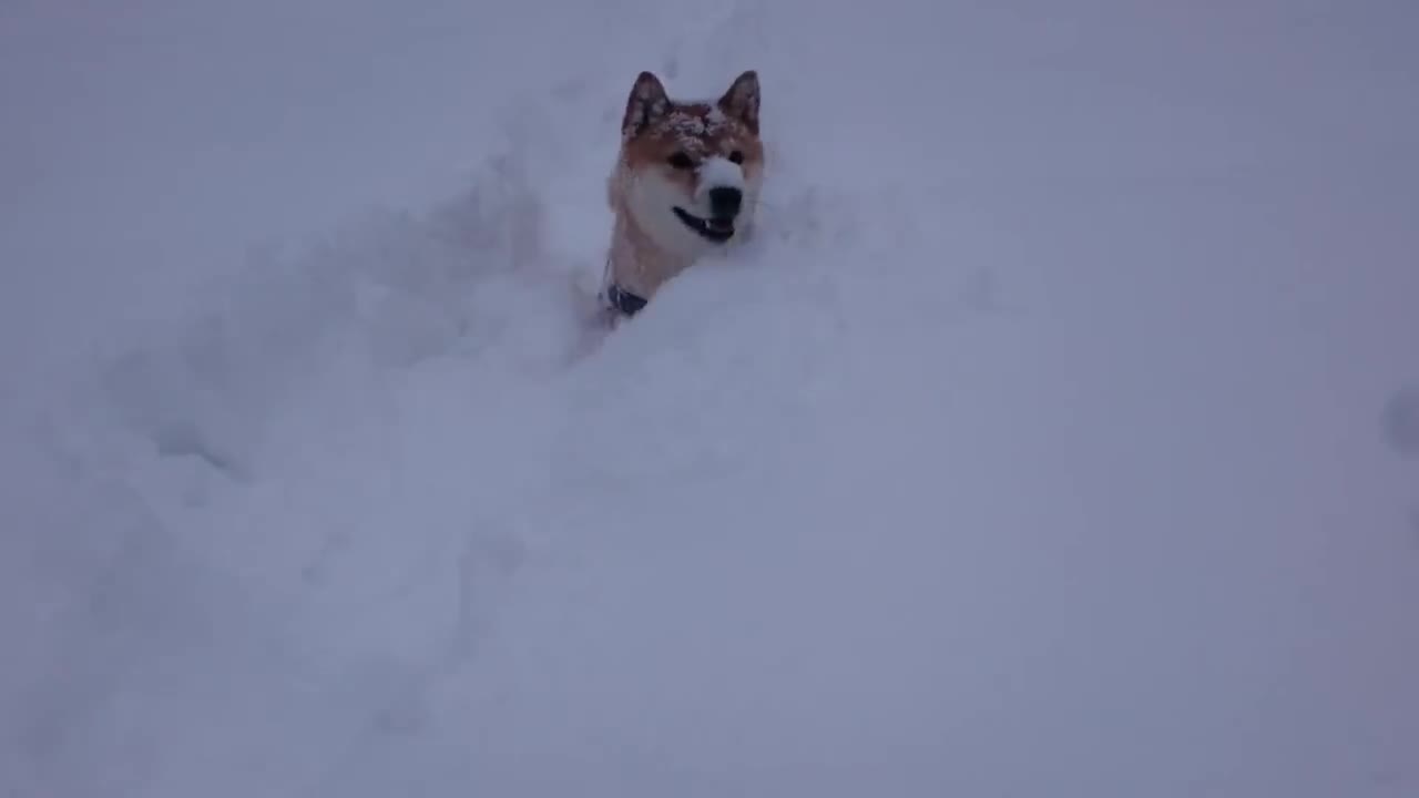 Funny Shiba Inu in snow, so CUTE!