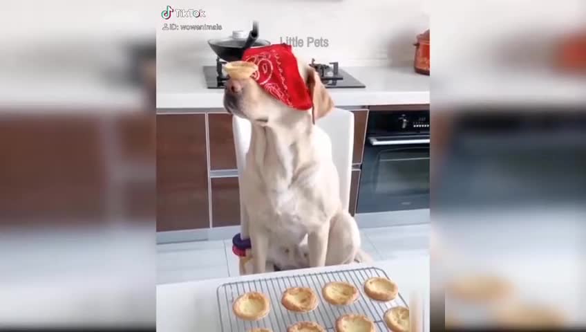 Dog reaction to food