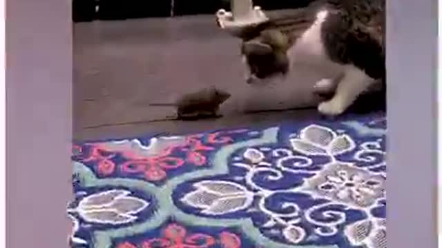 Sometimes cats forget being a cat ViralHog