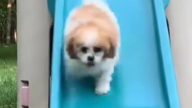 Cute And Funny Dog Swimming | Smart Puppy | Lovely Pets