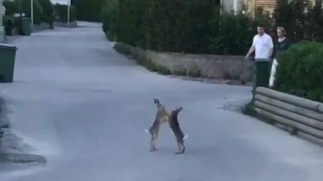 These rabbits in Sweden decide to brawl in the middle of the street!